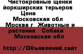 Чистокровные щенки йоркширских терьеров › Цена ­ 60 000 - Московская обл., Москва г. Животные и растения » Собаки   . Московская обл.